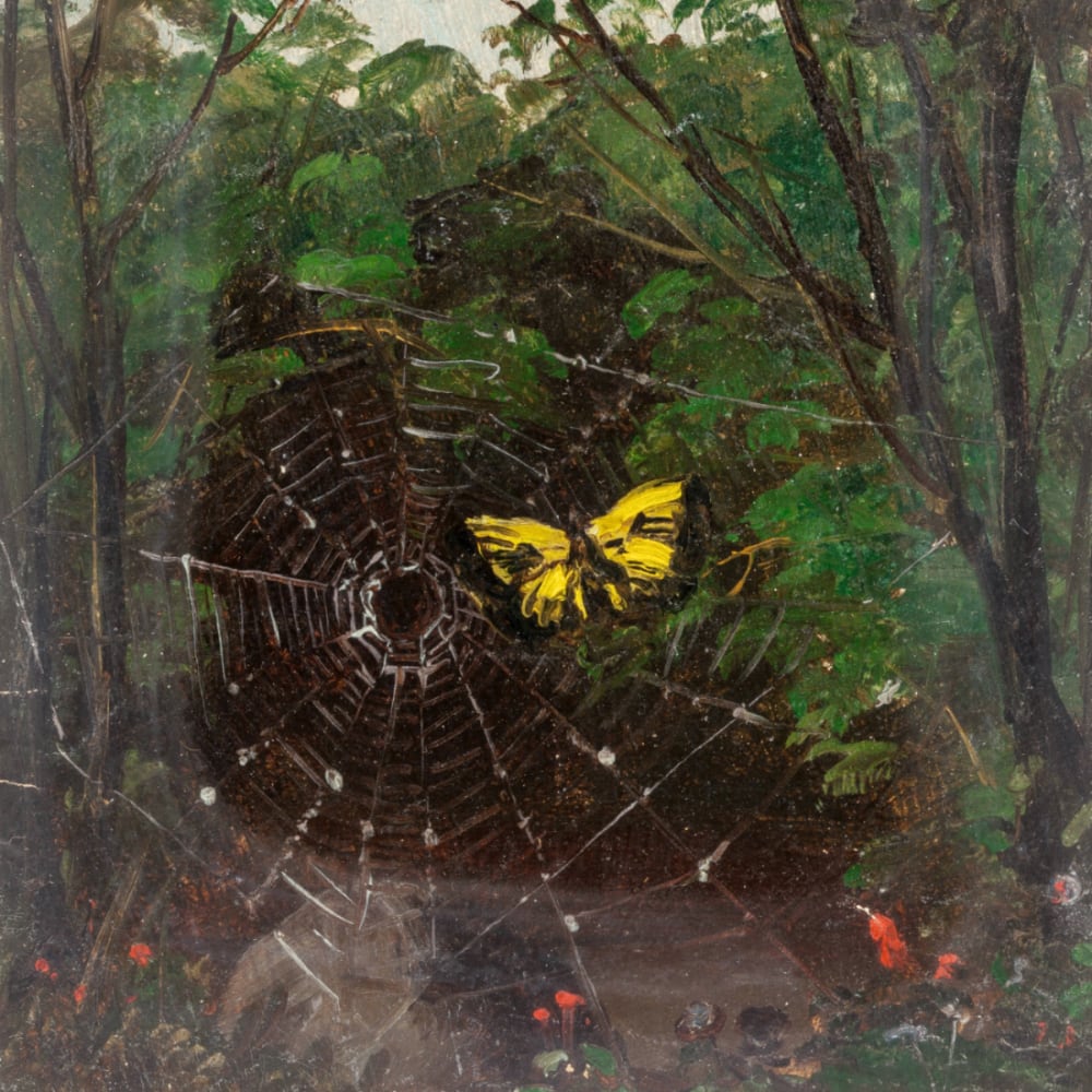 Butterfly in a Spiderweb