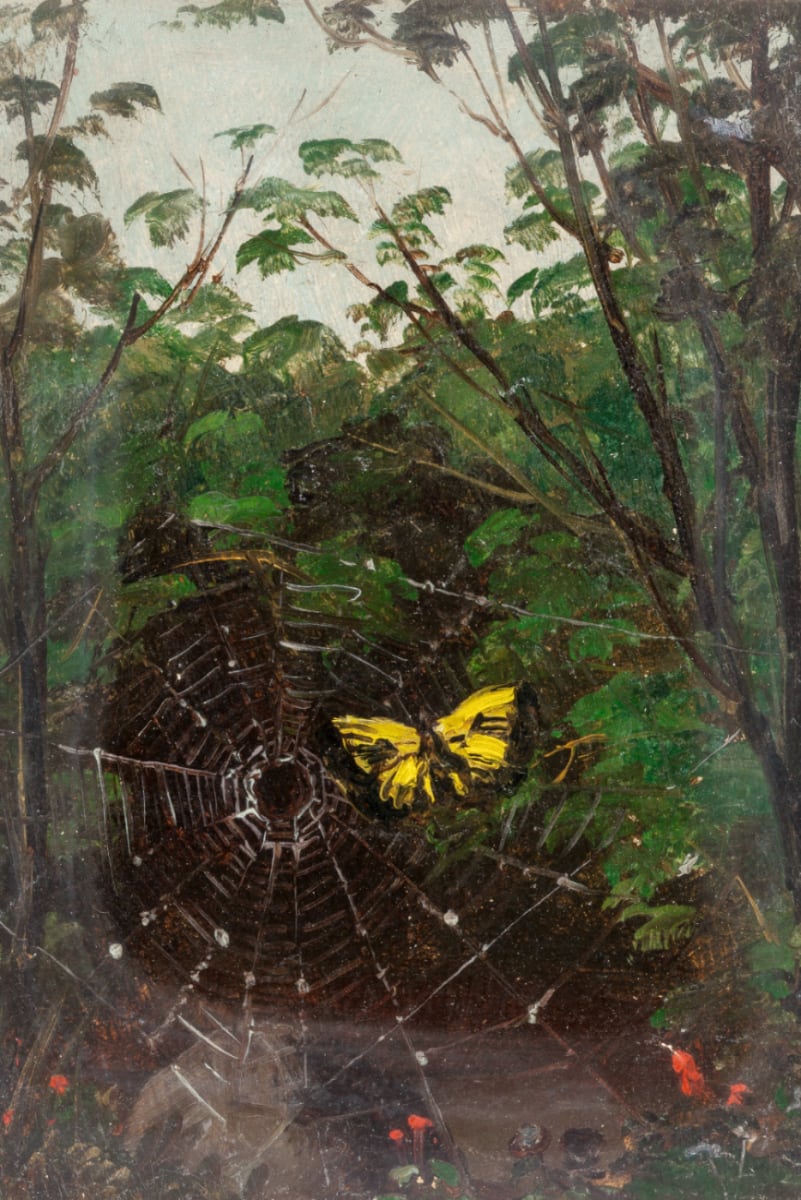 Butterfly in a Spiderweb