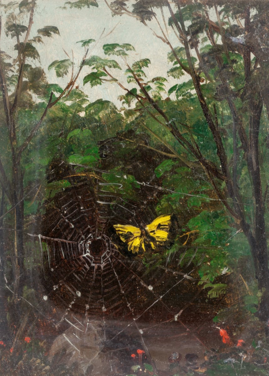 Butterfly in a Spiderweb