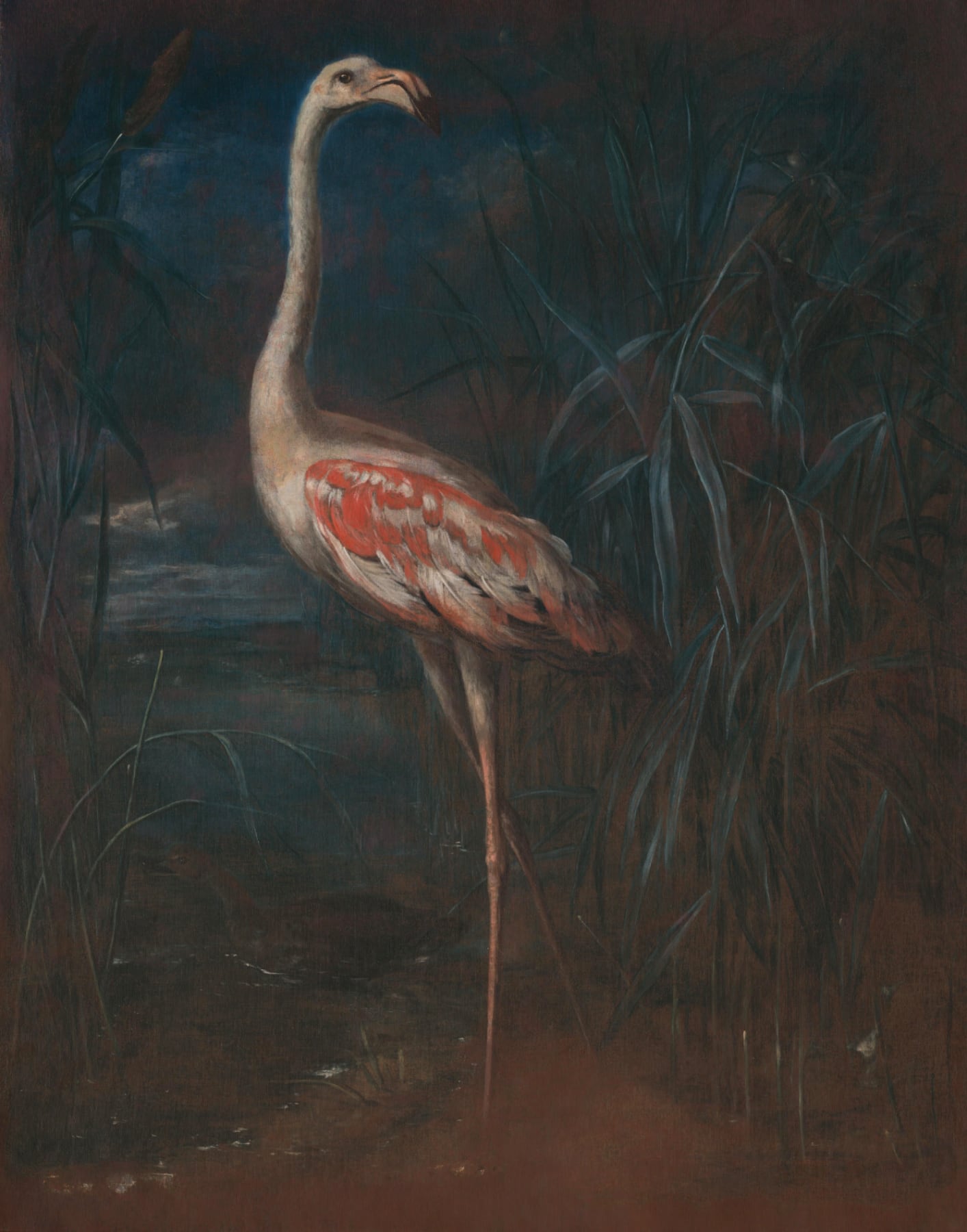 Flamingo