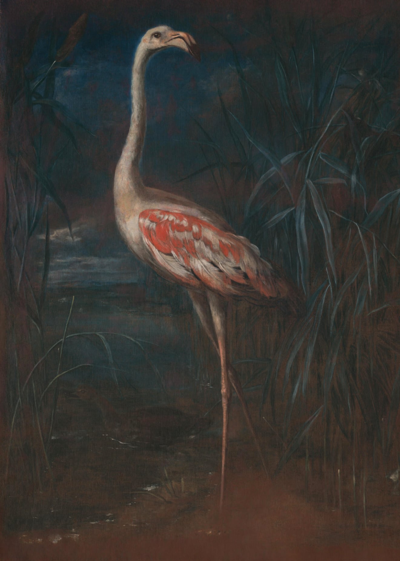 Flamingo