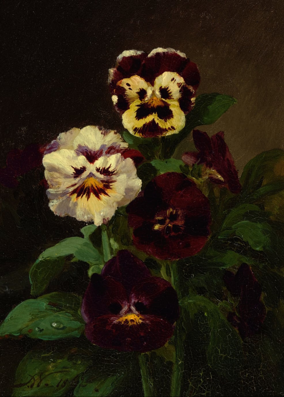 Pansies