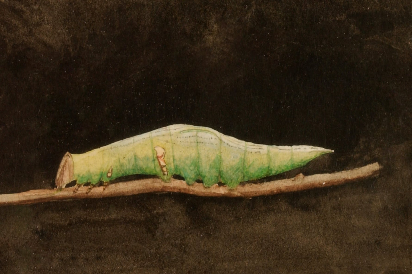 Larger Spotted Beach Leaf Edge Caterpillar