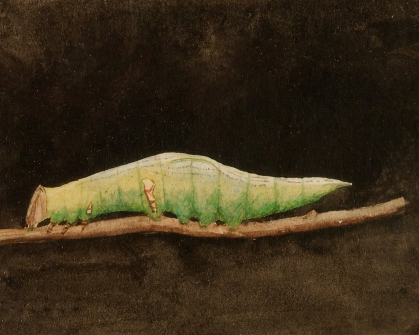 Larger Spotted Beach Leaf Edge Caterpillar