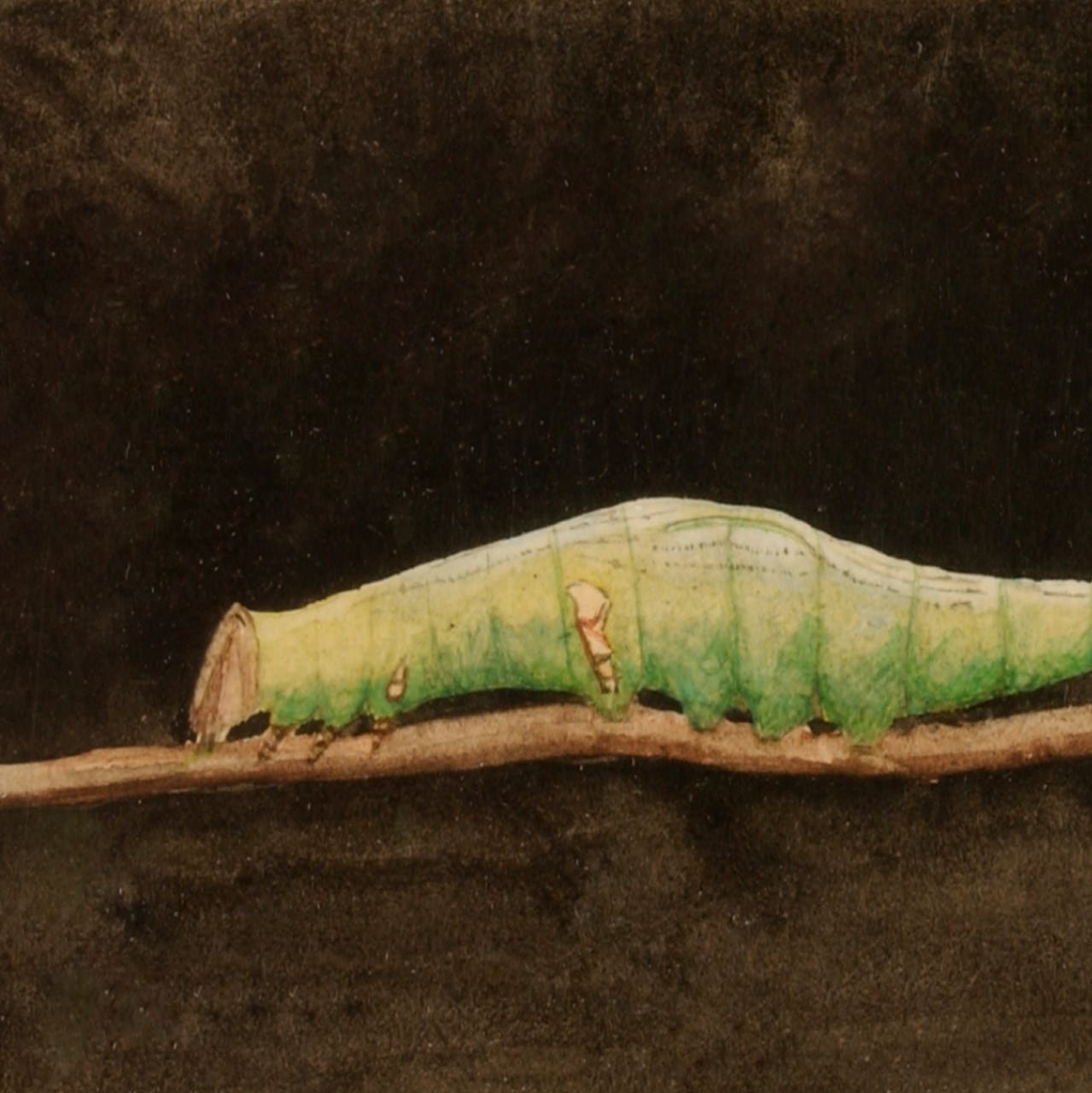 Larger Spotted Beach Leaf Edge Caterpillar