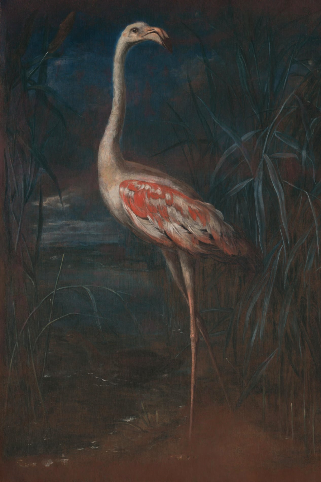 Flamingo