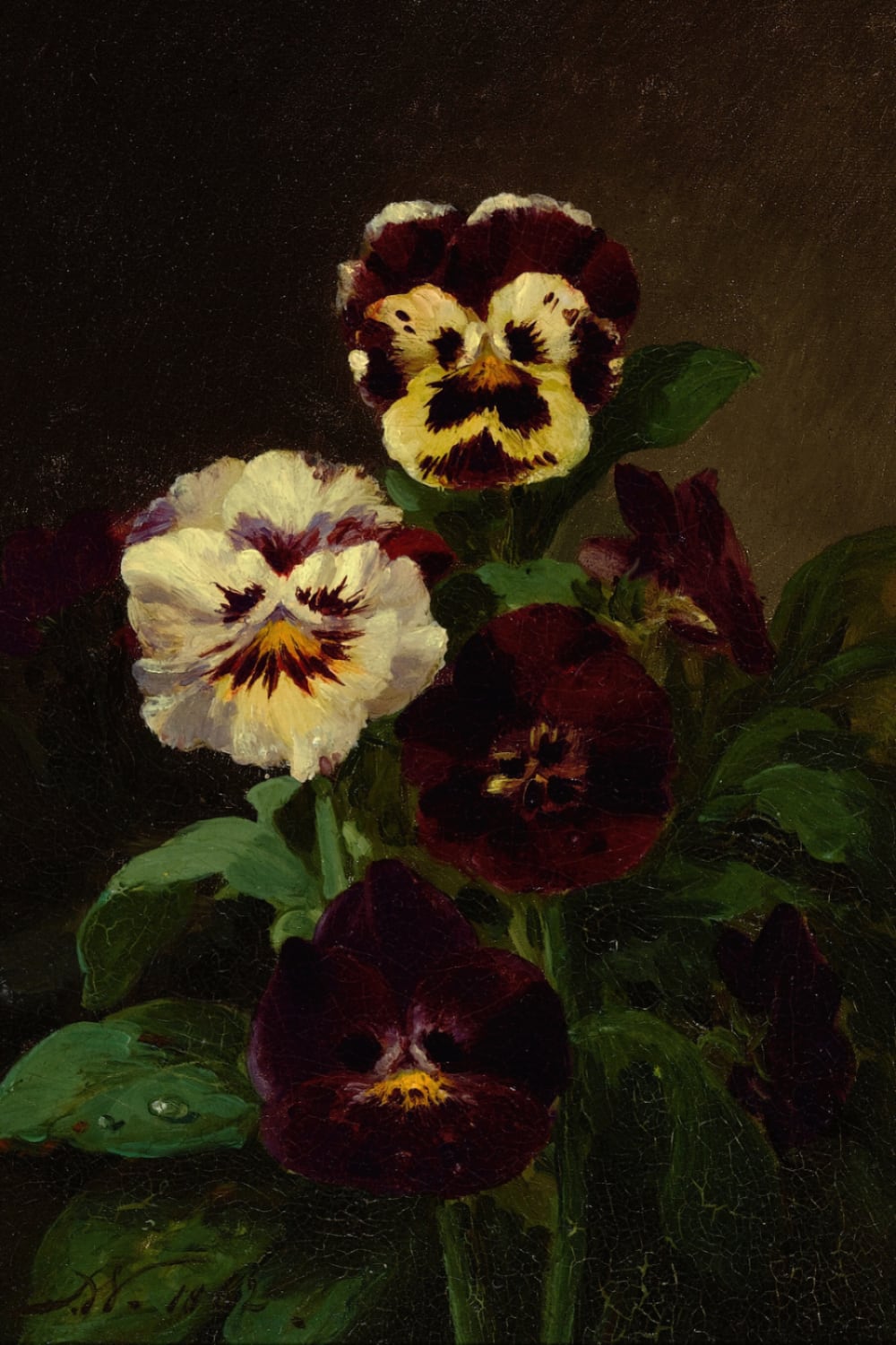Pansies